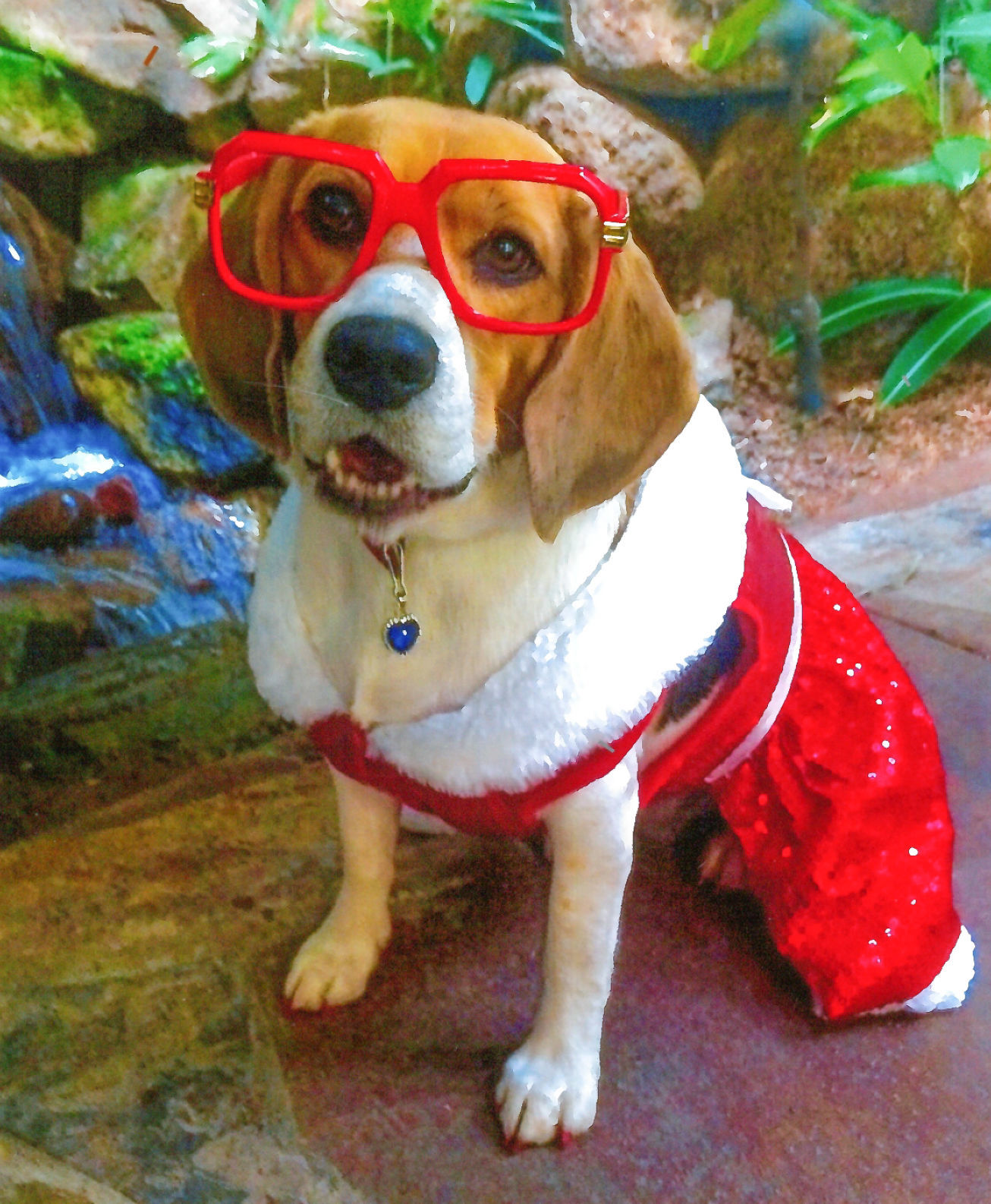 Shiloh's official Christmas card photo